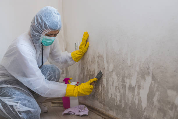 Best Attic Mold Removal  in Gordon Heights, NY