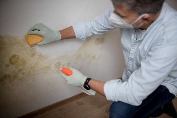 Trusted Gordon Heights, NY Mold Removal Experts