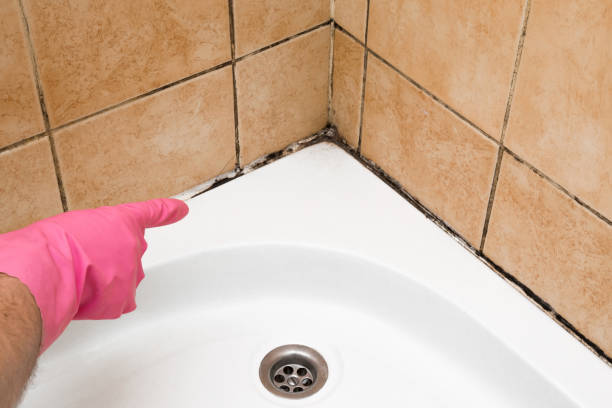 Best Commercial Mold Removal  in Gordon Heights, NY